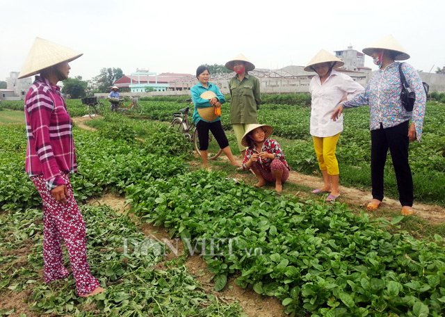 Phóng viên dựng chuyện “dùng chổi quét rau”, nông dân điêu đứng !